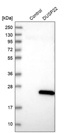 Western blot analysis in control (vector only transfected HEK293T lysate) and DUSP22 over-expression lysate (Co-expressed with a C-terminal myc-DDK tag (~3.1 kDa) in mammalian HEK293T cells, LY402758).