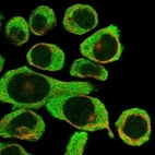 Immunofluorescent staining of human cell line HEL shows localization to plasma membrane.