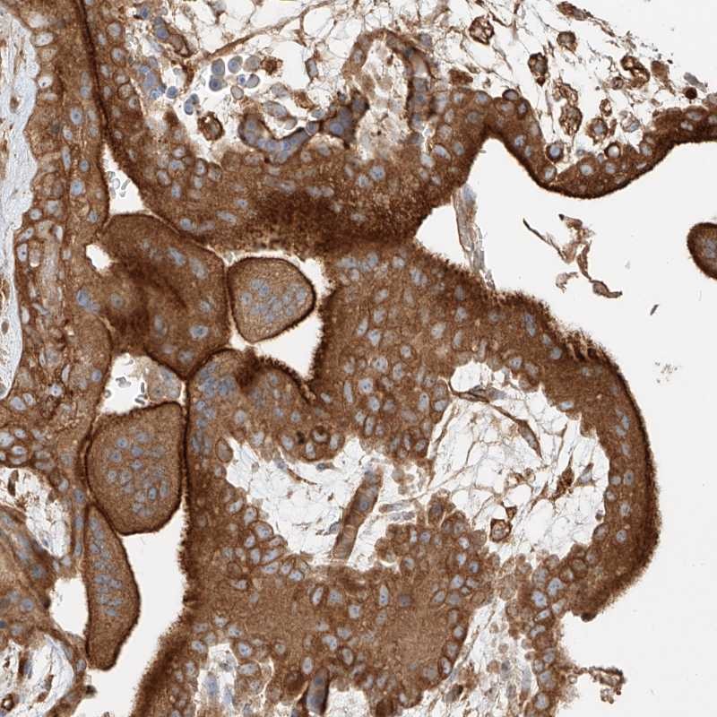 Anti-SNX9 Antibody