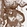 Anti-SNX9 Antibody