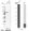 Anti-SNX9 Antibody