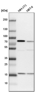 Western blot analysis in mouse cell line NIH-3T3 and rat cell line NBT-II.