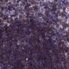 Anti-THEMIS Antibody