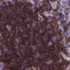 Anti-THEMIS Antibody