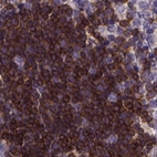 Anti-THEMIS Antibody