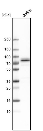 Western blot analysis in human cell line Jurkat.