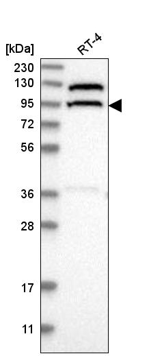 Anti-CC2D1B Antibody
