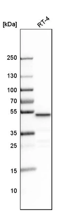 Anti-LCOR Antibody