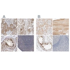 Immunohistochemical staining of human kidney, skeletal muscle, testis and tonsil using Anti-SPATA20 antibody HPA031442 (A) shows similar protein distribution across tissues to independent antibody HPA027144 (B).