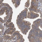 Anti-EXOC4 Antibody