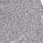 Immunohistochemical staining of human pancreas shows very weak positivity in exocrine glandular cells.