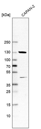 Western blot analysis in human cell line CAPAN-2.