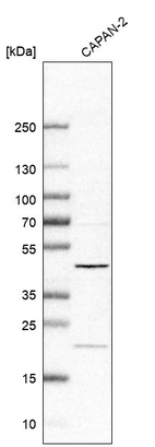 Western blot analysis in human cell line CAPAN-2.