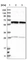 Anti-GLMN Antibody