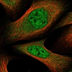 Immunofluorescent staining of human cell line U-2 OS shows localization to nucleoplasm & cytosol.