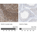 Anti-HLA-E Antibody