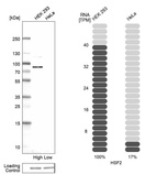 Western blot analysis in human cell lines HEK293 and HeLa using Anti-HSF2 antibody. Corresponding HSF2 RNA-seq data are presented for the same cell lines. Loading control: Anti-HSP90B1.