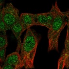 Immunofluorescent staining of human cell line Hep G2 shows localization to nucleus.