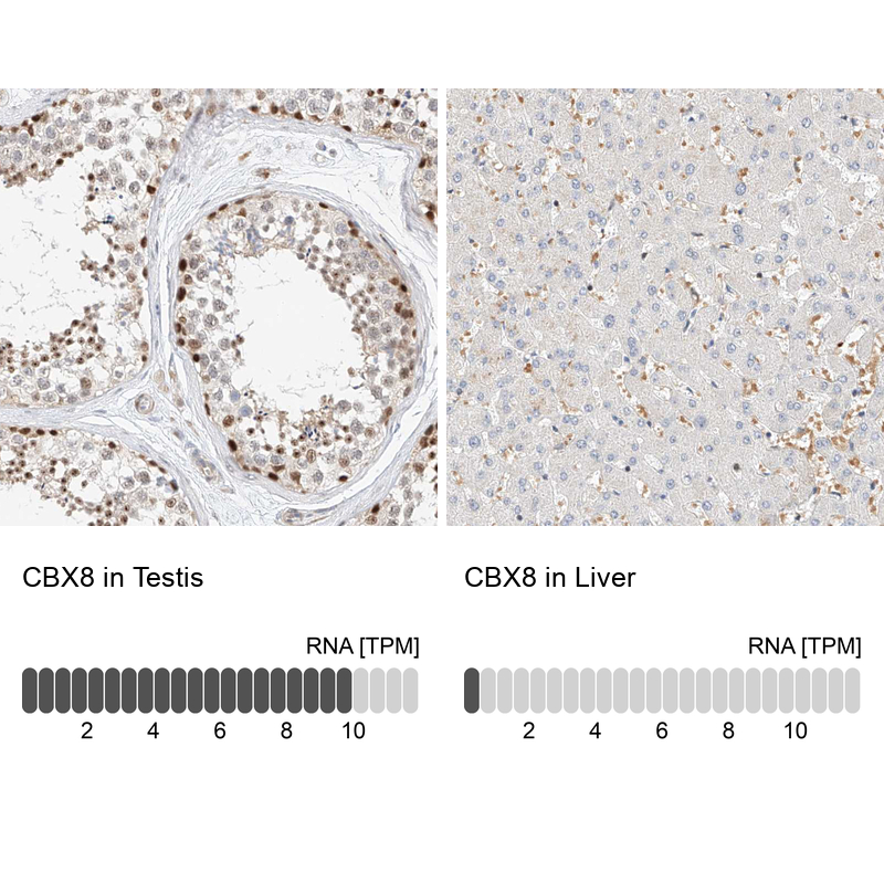 Anti-CBX8 Antibody