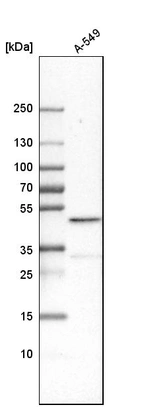 Western blot analysis in human cell line A-549.