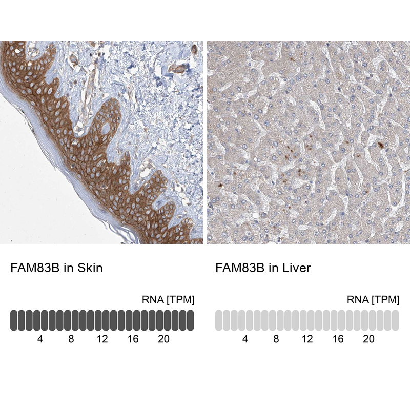 Anti-FAM83B Antibody