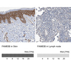 Anti-FAM83B Antibody