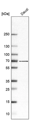 Western blot analysis in human cell line Daudi.