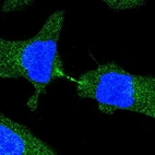 Immunofluorescent staining of human cell line HeLa shows localization to microtubules & cytokinetic bridge.