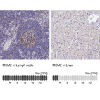 Anti-MCM2 Antibody