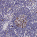 Immunohistochemical staining of human lymph node shows moderate nuclear positivity in germinal center cells.