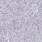 Immunohistochemical staining of human pancreas shows low positivity in exocrine glandular cells as expected.