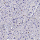 Anti-MCM2 Antibody