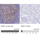 Anti-MCM2 Antibody