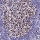 Immunohistochemical staining of human lymph node shows strong nuclear positivity in germinal center cells.