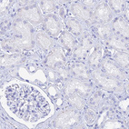 Anti-MCM2 Antibody