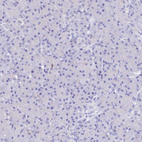 Anti-MCM2 Antibody