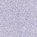 Immunohistochemical staining of human pancreas shows no positivity in exocrine glandular cells as expected.