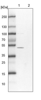 Lane 1: NIH-3T3 cell lysate (Mouse embryonic fibroblast cells)_br/_Lane 2: NBT-II cell lysate (Rat Wistar bladder tumour cells)