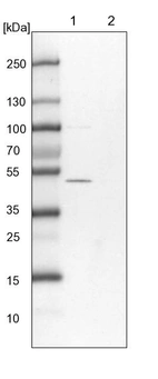 Lane 1: NIH-3T3 cell lysate (Mouse embryonic fibroblast cells)_br/_Lane 2: NBT-II cell lysate (Rat Wistar bladder tumour cells)