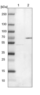 Lane 1: NIH-3T3 cell lysate (Mouse embryonic fibroblast cells)_br/_Lane 2: NBT-II cell lysate (Rat Wistar bladder tumour cells)