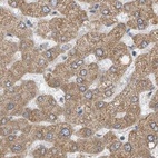 Immunohistochemical staining of human liver using Anti-ERLEC1 antibody HPA031503.