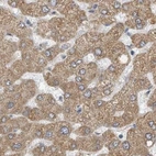 Immunohistochemical staining of human liver using Anti-ERLEC1 antibody HPA031503.