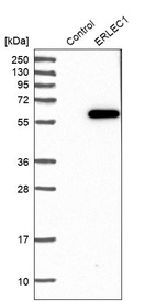 Western blot analysis in control (vector only transfected HEK293T lysate) and ERLEC1 over-expression lysate (Co-expressed with a C-terminal myc-DDK tag (~3.1 kDa) in mammalian HEK293T cells, LY414394).