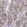Anti-SSTR1 Antibody