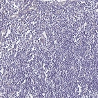 Immunohistochemical staining of human lymph node shows no positivity in non - germinal center cells as expected.