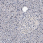 Immunohistochemical staining of human pancreas shows no nuclear positivity in exocrine glandular cells.