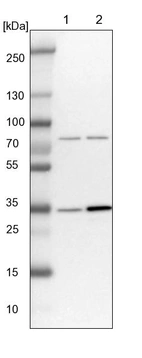 Lane 1: NIH-3T3 cell lysate (Mouse embryonic fibroblast cells)_br/_Lane 2: NBT-II cell lysate (Rat Wistar bladder tumour cells)