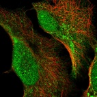 Immunofluorescent staining of human cell line U-2 OS shows localization to nucleus, cytosol & mitochondria.