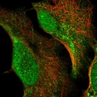Immunofluorescent staining of human cell line U-2 OS shows localization to nucleus, cytosol & mitochondria.