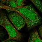Immunofluorescent staining of human cell line U-2 OS shows localization to nucleus & cytosol.